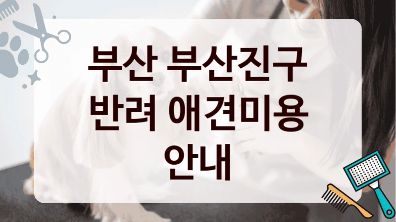 부산 부산진구 반려 애견미용 안내