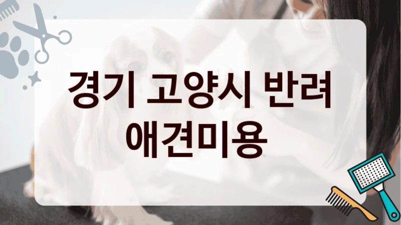 경기 고양시 반려 애견미용