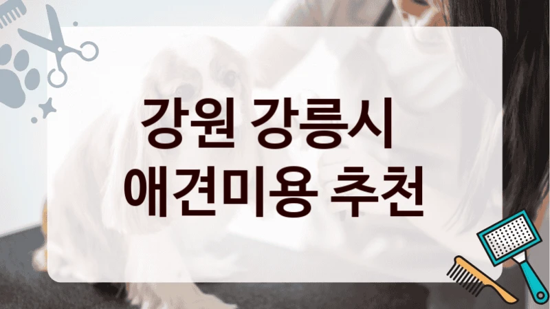 강원 강릉시  애견미용 추천