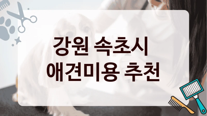 강원 속초시  애견미용 추천