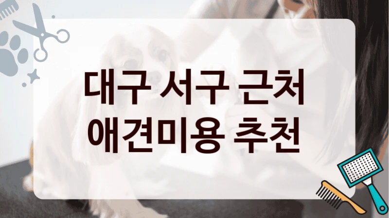 대구 서구 근처 애견미용 추천