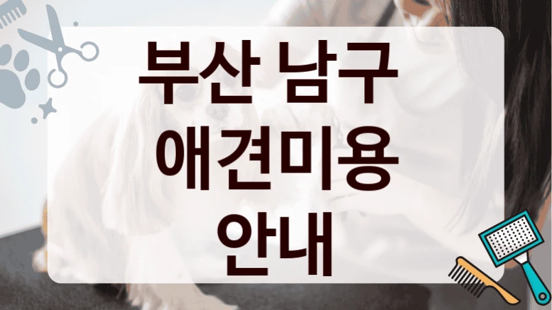 부산 남구  애견미용 안내