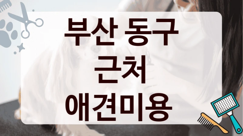 부산 동구 근처 애견미용