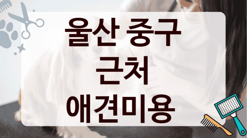 울산 중구 근처 애견미용