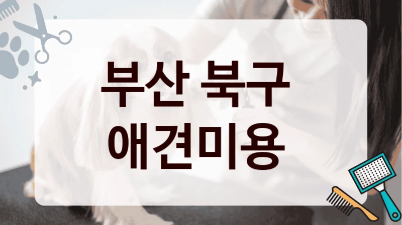 부산 북구  애견미용
