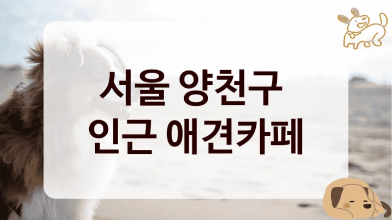 서울 양천구 
인근 애견카페