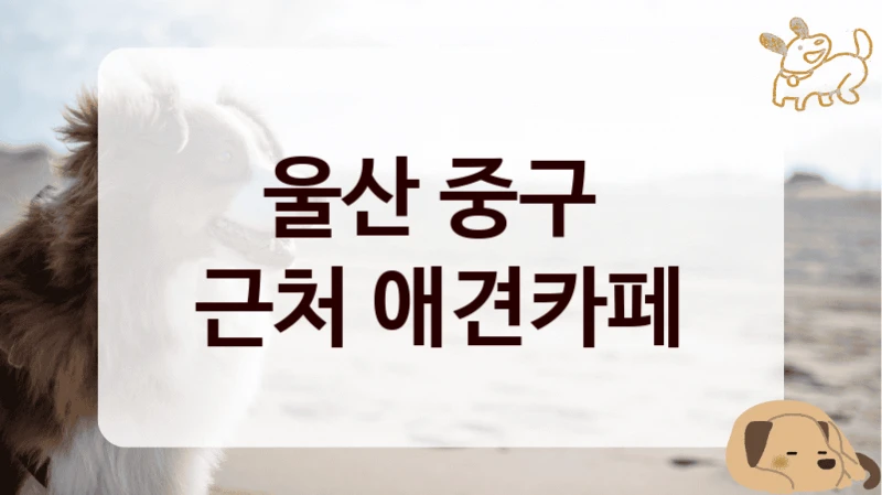 울산 중구 
근처 애견카페