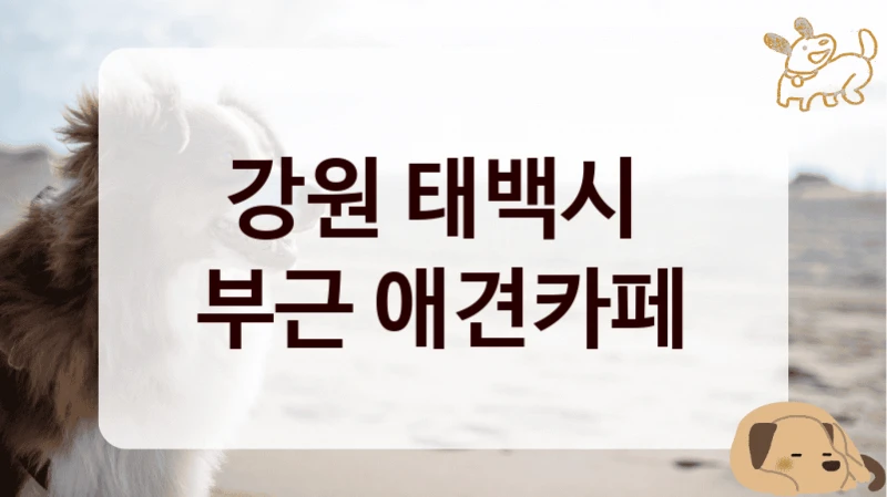 강원 태백시 
부근 애견카페