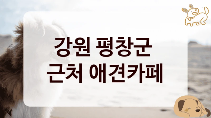 강원 평창군 
근처 애견카페