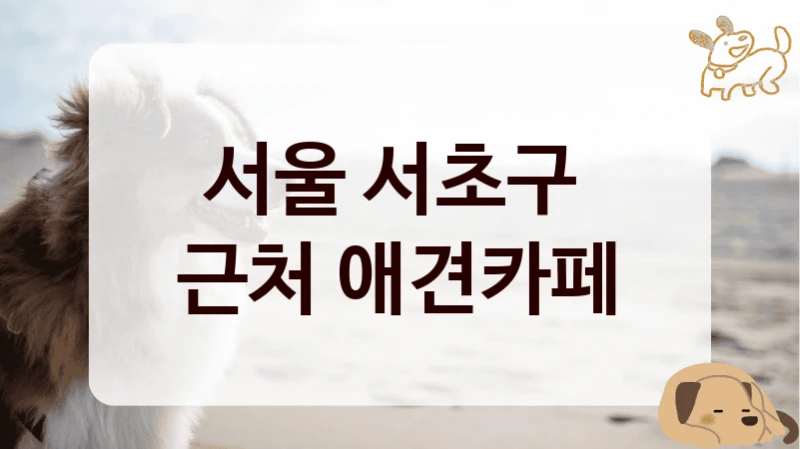 서울 서초구 
근처 애견카페